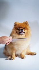 Man's hand holding pet steel comb to remove tangles and knots of an adorable brown Pomeranian dog on white background in the studio. Pet grooming service.