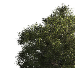 Green tree branch isolated on transparent background. green leaf tree branch isolated on white background. Corner tree isolated on transparent background. Green leaves for corner Png.