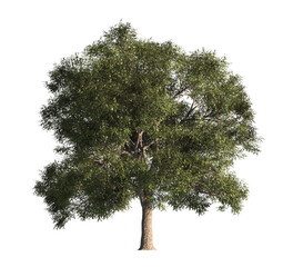 Single Tree isolated on transparent background. big old tree with green leaves stands alone on transparent background. Isolated tree on white background. side view of cutout tree. Big Old tree Png.