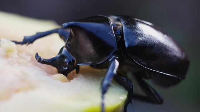 A great tropical rhinoceros beetle with eating. view of hole beetle and head. Beetle in nature. Xylotrupes gideon.