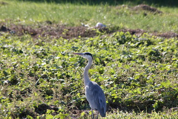 草むらに隠れるアオサギ（Grey Heron）