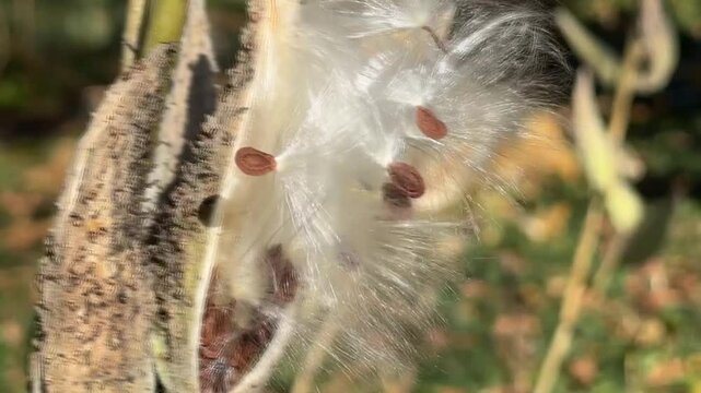Mature milkweed (Asclepias syriaca) seeds releasing from pods in late fall wind