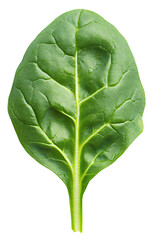 Obraz premium A single, vibrant green spinach leaf.