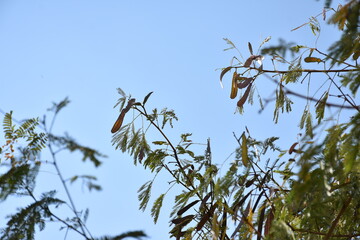 bird on a tree