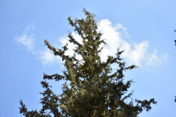 pine branches against sky