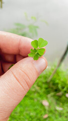 Hands holding small green leaves and fruit, plant seeds