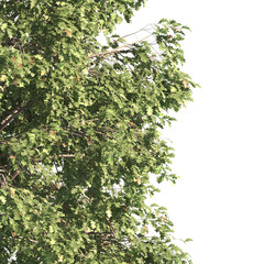 Green tree branch isolated on transparent background. green leaf tree branch isolated on white background. Corner tree isolated on transparent background. Green leaves for corner Png.