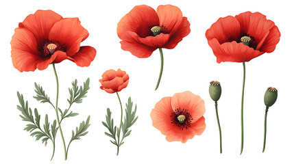 Obraz premium Collection of Red Poppy Flowers in Various Views on white and transparent background. PNG