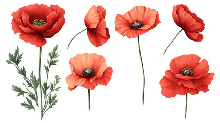 Fototapeta premium Collection of Red Poppy Flowers in Various Views on white and transparent background. PNG