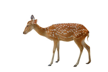 Spotted deer isolated on transparent background png file