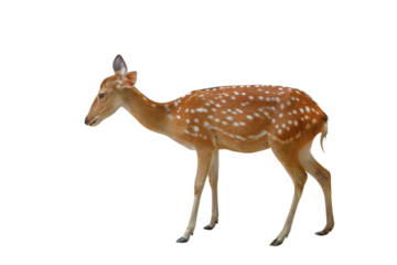 Spotted deer isolated on transparent background png file