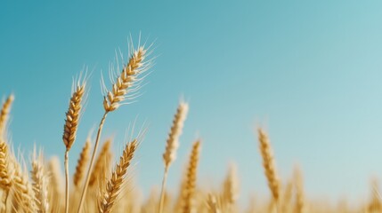 Fototapeta premium Expansive golden wheat field under a clear blue sky