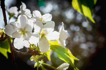 純白のオオシマザクラ
