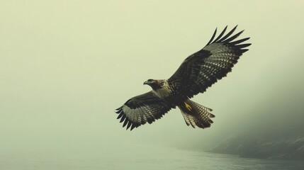 Obraz premium Hawk in Flight