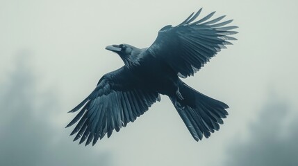 Fototapeta premium Raven in Flight