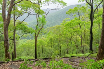 Fototapeta premium Lush green landscape featuring dense trees and hills, evoking a serene natural environment with vibrant foliage and a tranquil atmosphere.