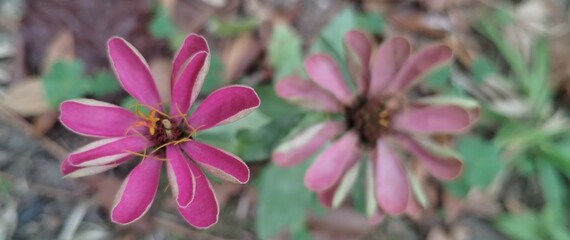 Pink zinnias in two different stages 