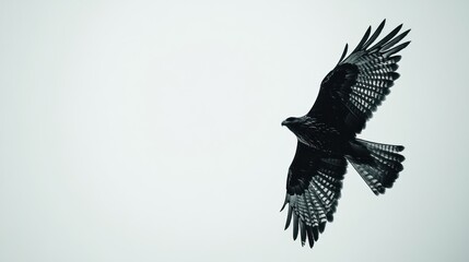 Black Kite Soaring Through the Sky