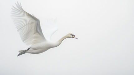 Obraz premium White Swan in Flight