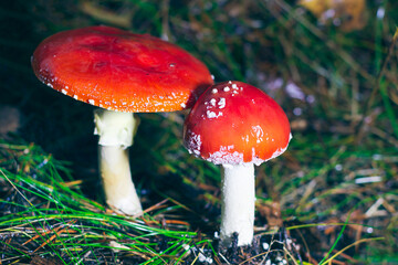 Two Amanita Muscaria, Known as the Fly Agaric or Fly Amanita: Healing and Medicinal Mushroom with Red Cap Growing in Forest. Can Be Used for Micro Dosing, Spiritual Practices and Shaman Rituals