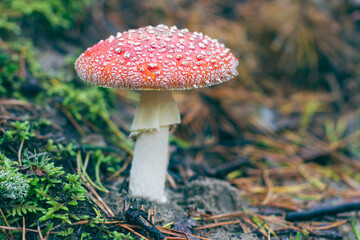 Mature Amanita Muscaria, Known as the Fly Agaric or Fly Amanita: Healing and Medicinal Mushroom with Red Cap Growing in Forest. Can Be Used for Micro Dosing, Spiritual Practices and Shaman Rituals