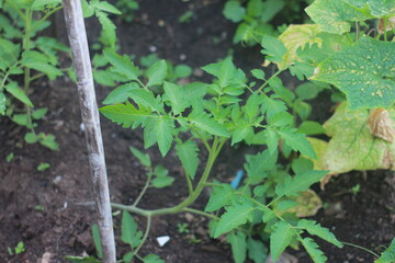 vegetables that thrive when planted in the rainy season