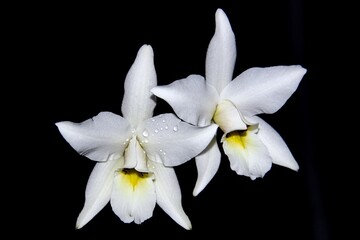 Lovely white Laelia anceps variety alba 'Aloha Starlight', an orchid species, in bloom.
