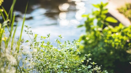 Obraz premium Lush Green Plants Near Calm Water Surface
