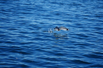 Naklejka premium Aves en Mar Mediterráneo