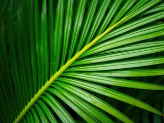 Close up of a vibrant green palm leaf texture in a natural tropical setting, vibrant, palm leaf
