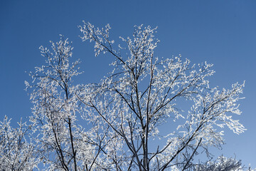 北海道　木の枝に付いた霧氷