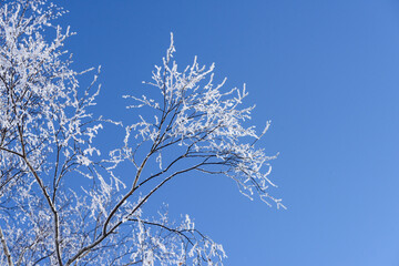 北海道　木の枝に付いた霧氷