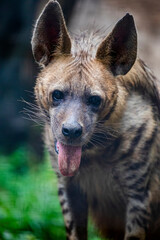 The striped hyena (Hyaena hyaena) is a medium-sized carnivore native to the Middle East, North...