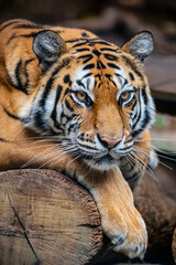 Obraz premium The Bengal tiger (Panthera tigris tigris) was estimated at comprising fewer than 2,500 wild individuals by 2011. The coat is yellow to light orange, with stripes ranging from dark brown to black.