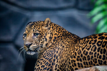 the closeup image of a  Javan leopard (Panthera pardus melas).
It is a leopard subspecies confined to the Indonesian island of Java. It has been listed as Endangered. 
