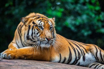 the closeup image of Siberian tiger (Panthera tigris altaica), native to the Russian Far East, Northeast China. 
It is reddish-rusty, or rusty-yellow in colour, with narrow black transverse stripes. 