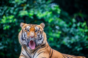 Fototapeta premium the closeup image of Siberian tiger (Panthera tigris altaica), native to the Russian Far East, Northeast China. It is reddish-rusty, or rusty-yellow in colour, with narrow black transverse stripes. 