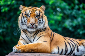 the closeup image of Siberian tiger (Panthera tigris altaica), native to the Russian Far East, Northeast China. 
It is reddish-rusty, or rusty-yellow in colour, with narrow black transverse stripes. 