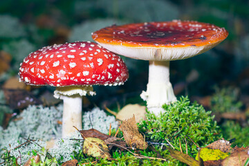 Mature Amanita Muscaria, Known as the Fly Agaric or Fly Amanita: Healing and Medicinal Mushroom with Red Cap Growing in Forest. Can Be Used for Micro Dosing, Spiritual Practices and Shaman Rituals