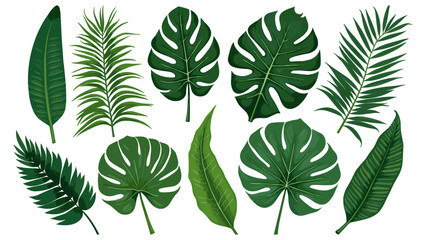 Tropical leaves collection. Vector isolated elements on the white background.