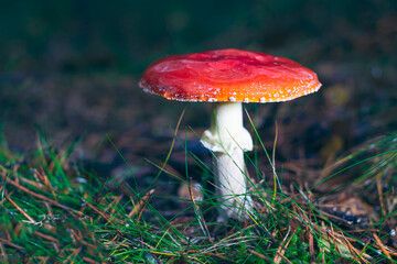 Mature Amanita Muscaria, Known as the Fly Agaric or Fly Amanita: Healing and Medicinal Mushroom with Red Cap Growing in Forest. Can Be Used for Micro Dosing, Spiritual Practices and Shaman Rituals