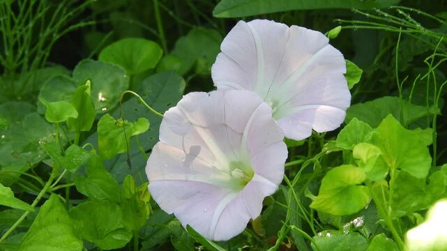 [4K] Pale Pink Bindweed (Calystegia) Blooming in Early Autumn Grassland: Japanese Wildflower Scenery 【4K】草地に咲くヒルガオの花：初秋の風に揺れる淡桃色の野草と、爽やかな自然風景素材 撮影日：20240905-1