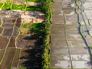 Rice fields in South east Asia. Aerial view of the rice fields towards the beginning of the...