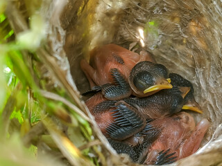 A nest filled with tiny hatchlings, their delicate beaks open wide, nestled among woven twigs. The vibrant greenery around the nest enhances the beauty of this intimate wildlife moment.