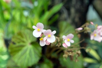 pink and white flowers