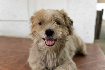 portrait of little dog