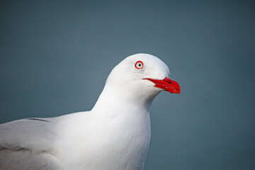 A high-resolution close-up photograph of a red-billed gull (Chroicocephalus scopulinus), showcasing its vivid red beak and piercing red eye against a dark, contrasting background. 