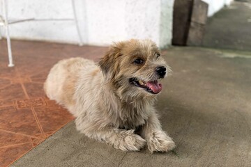 shaggy dog on the porch
