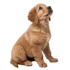 Fototapeta premium An adorable puppy with a shiny coat, sitting and looking up, isolated on a transparent background