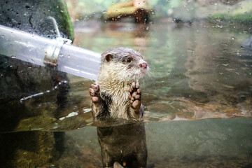 small-clawed otter touching the glass looking to the left with half of the body in the pool water...